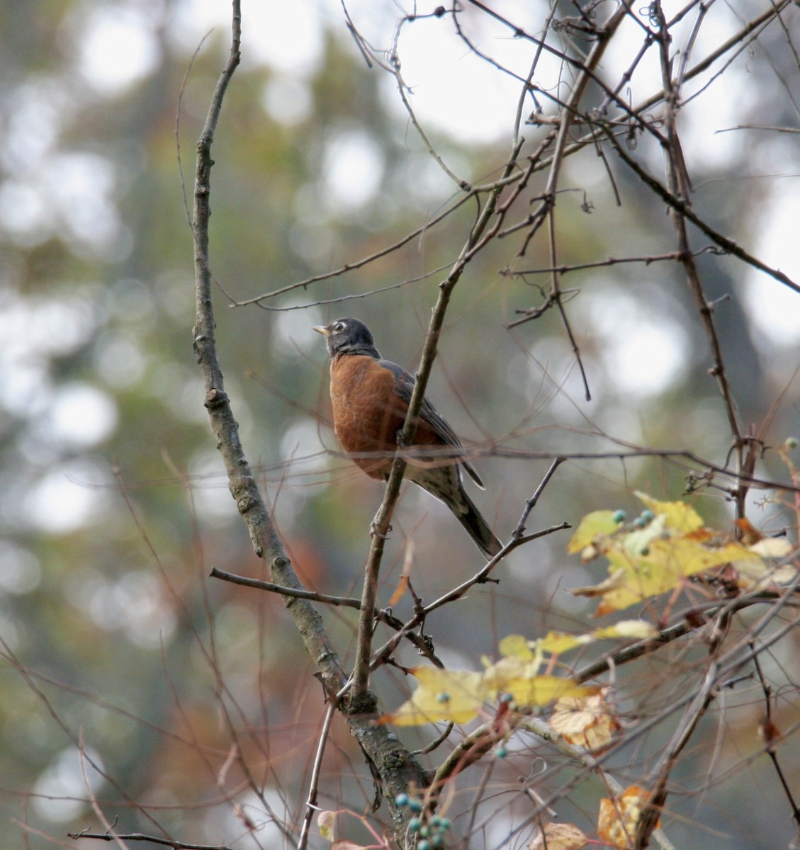 American Robin - ML610551722