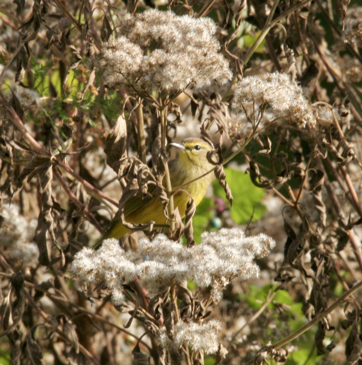 Palm Warbler - ML610551724