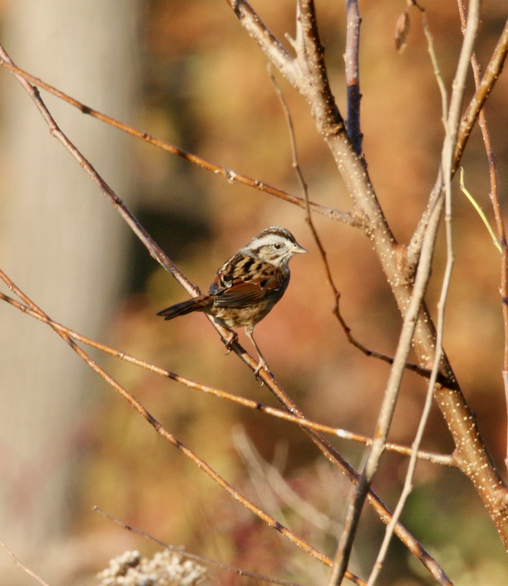 Swamp Sparrow - ML610551726