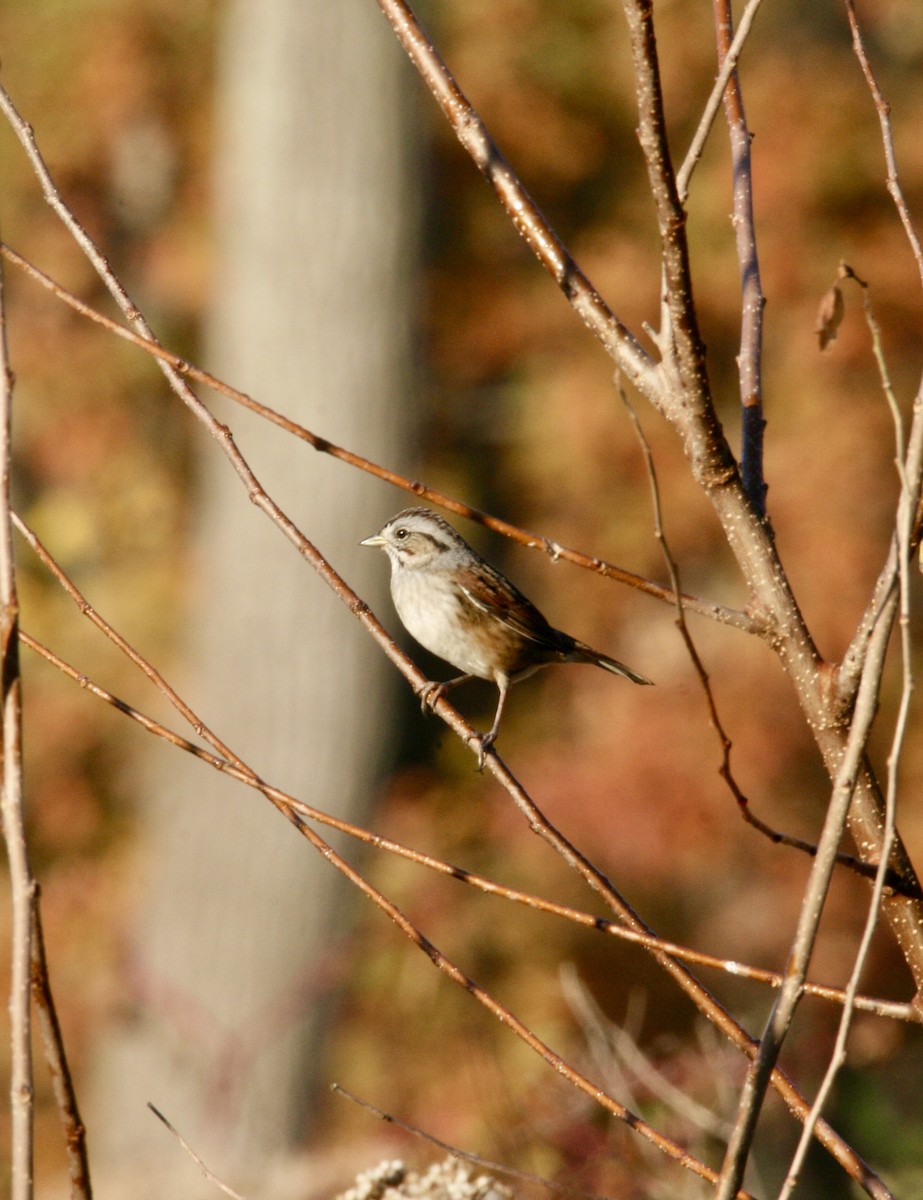 Swamp Sparrow - ML610551727