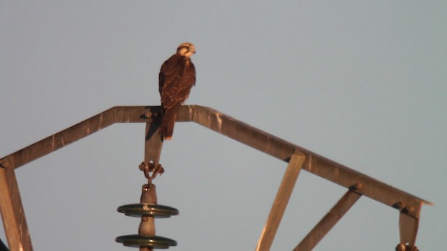 Lanner Falcon - ML610551802