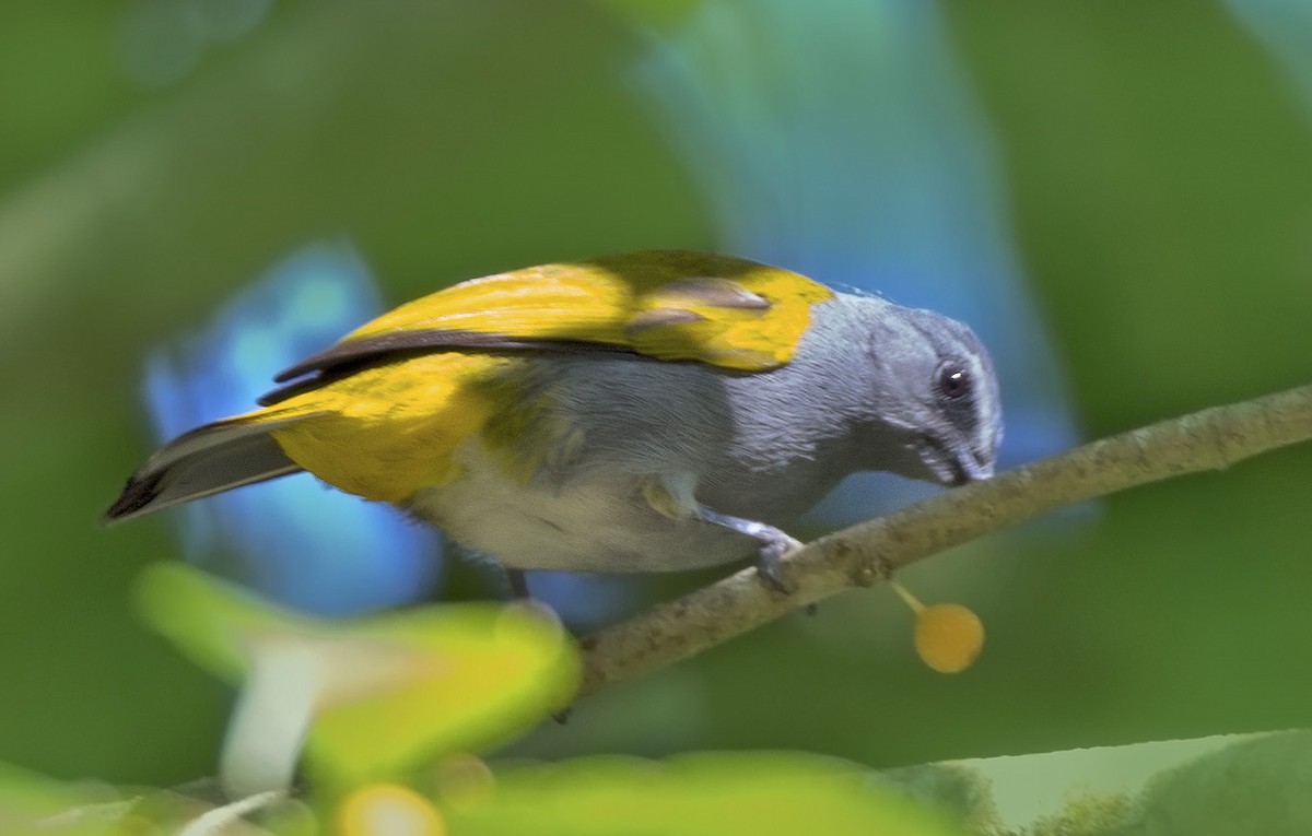 Gray-bellied Bulbul - ML610551837