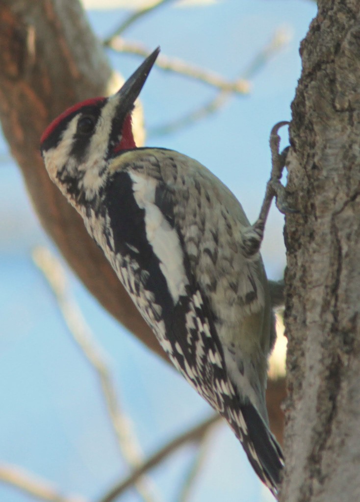 Yellow-bellied Sapsucker - ML610551977