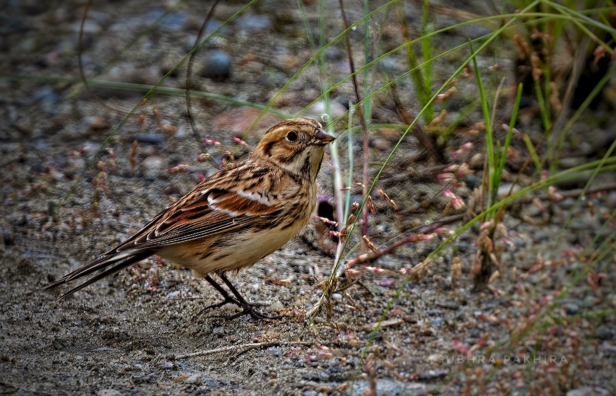 Lapland Longspur - ML610552009