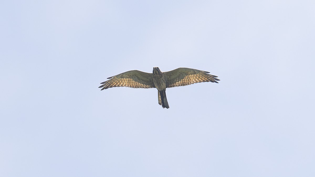 Gray-faced Buzzard - Kenneth Cheong