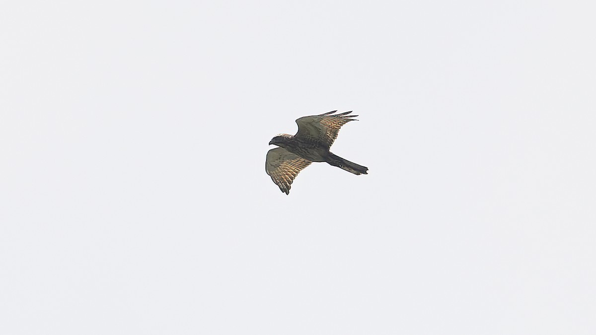 Gray-faced Buzzard - Kenneth Cheong