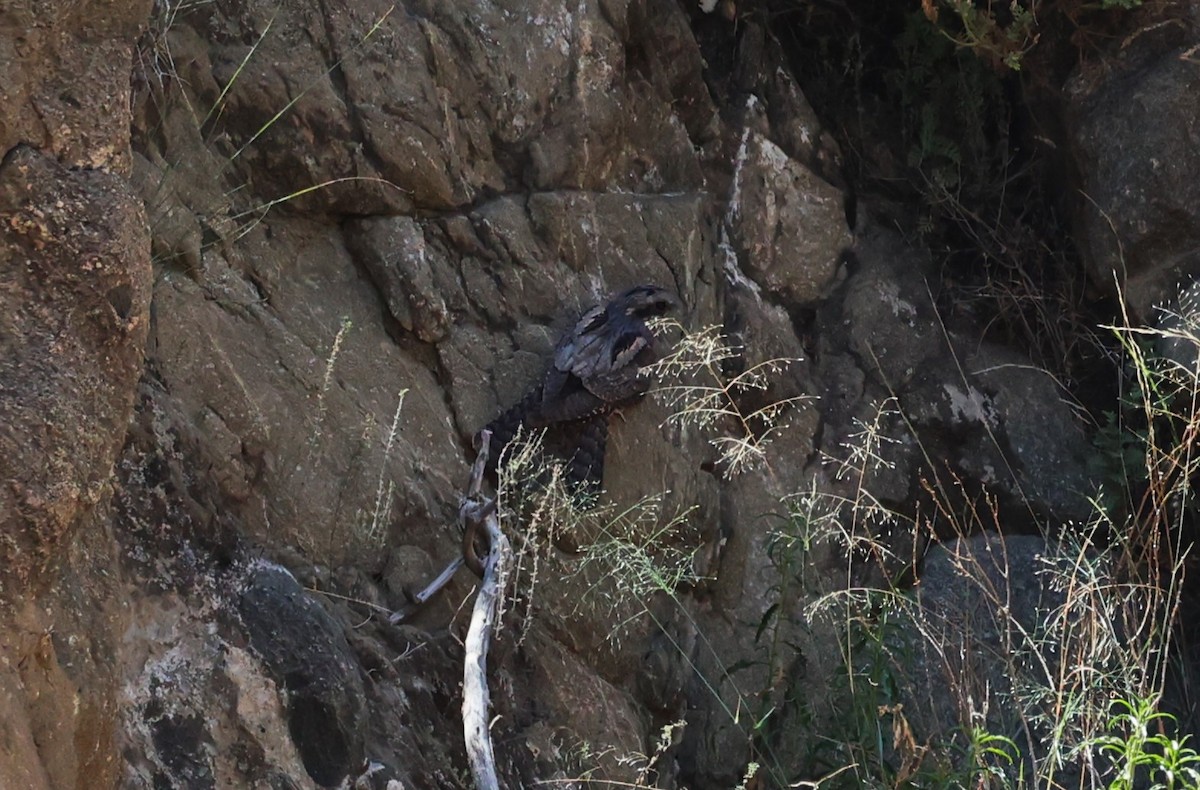 Eurasian Nightjar - ML610552038