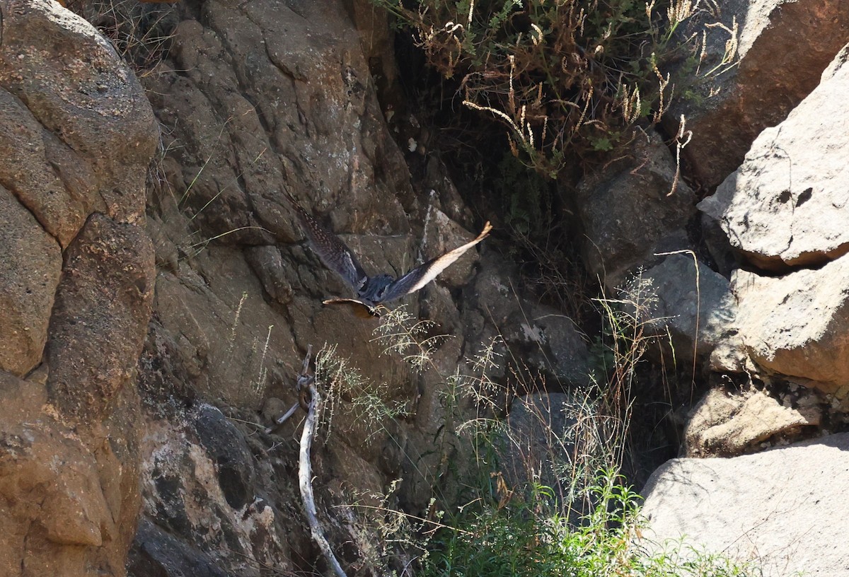 Eurasian Nightjar - ML610552039