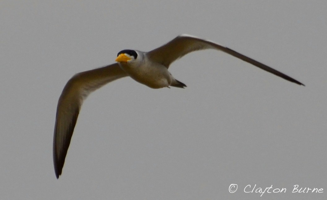 Large-billed Tern - Clayton Burne