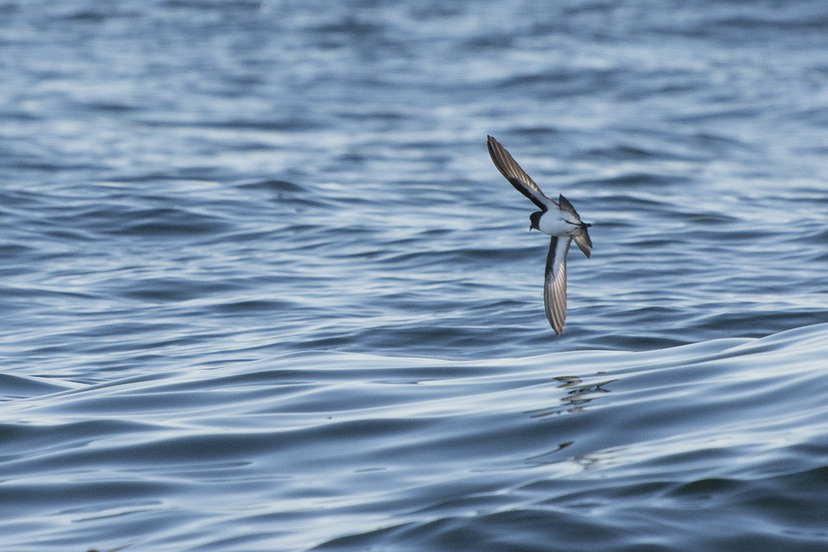 Gray-backed Storm-Petrel - Miguel Rouco