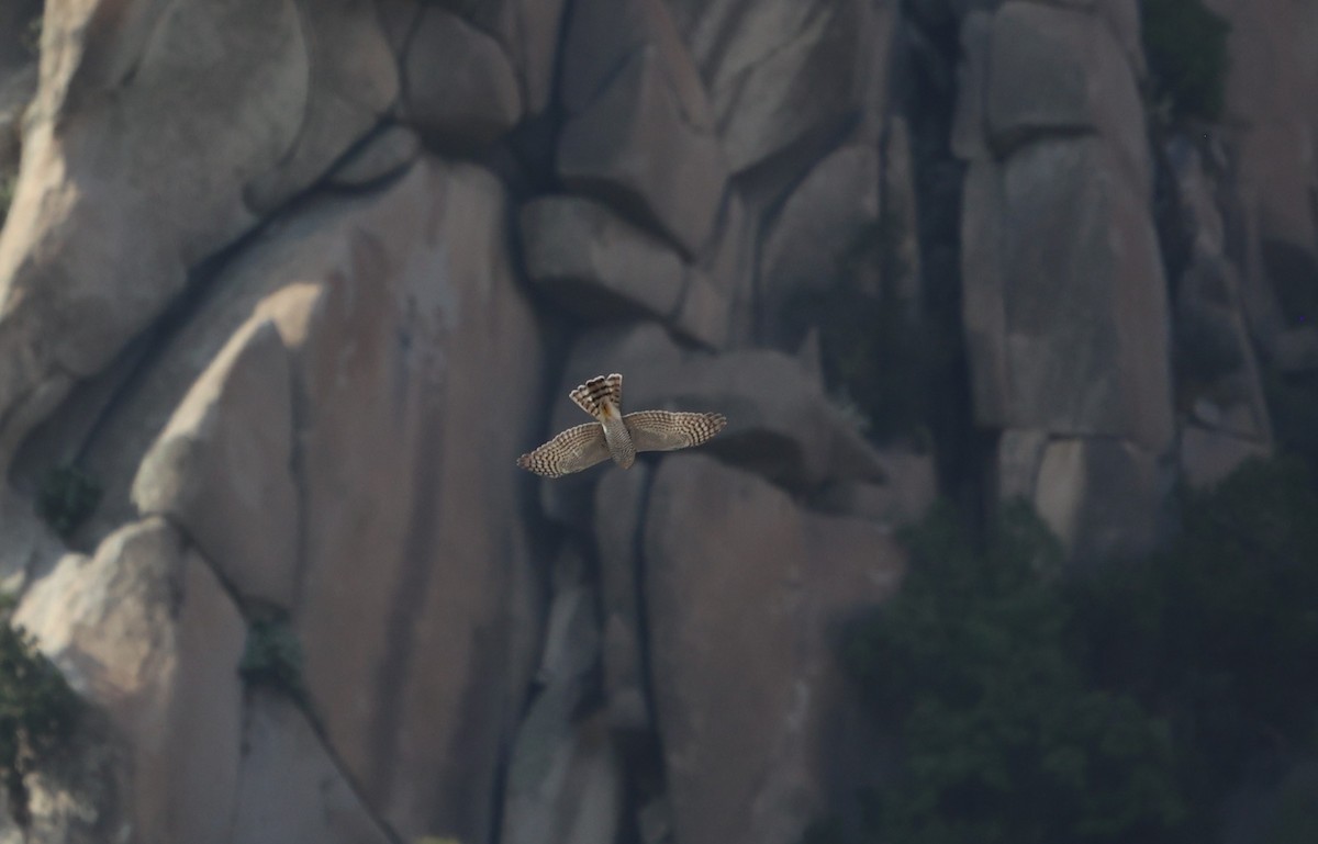 Eurasian Sparrowhawk - ML610552156