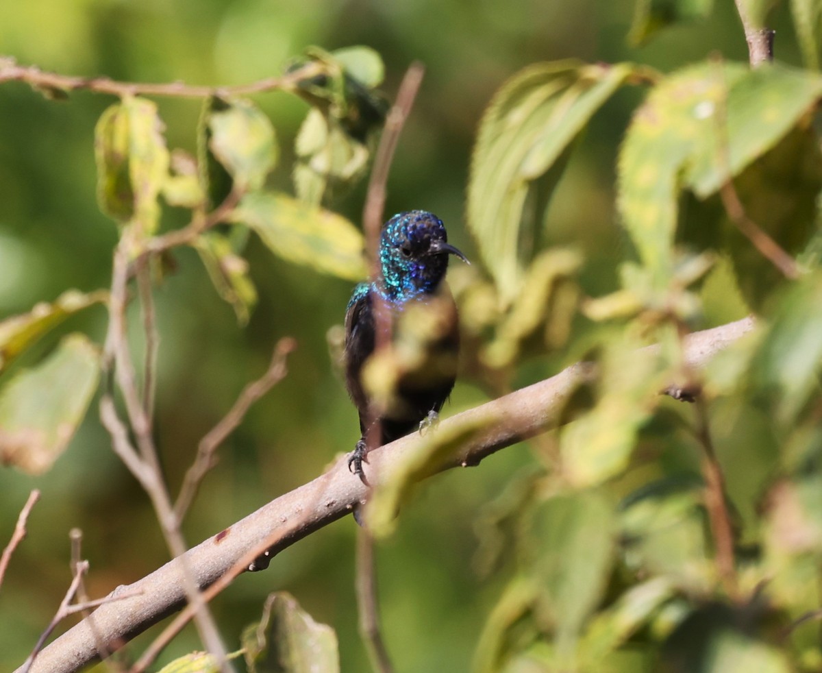 Palestine Sunbird - James Conder