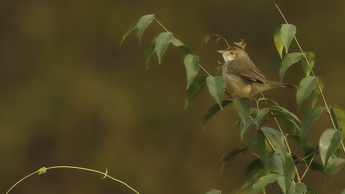 Bubbling Cisticola - ML610552322