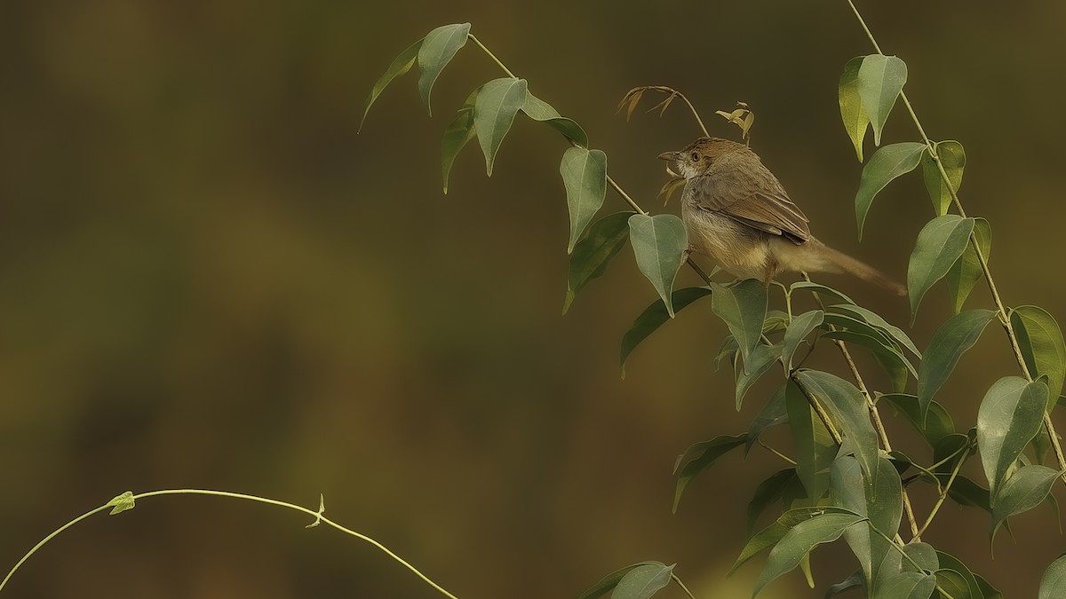 Bubbling Cisticola - ML610552324