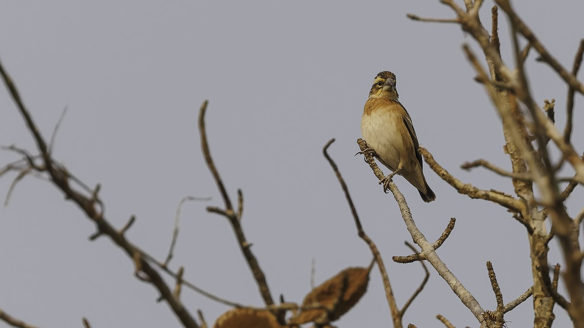 Golden-backed Bishop - Robert Tizard