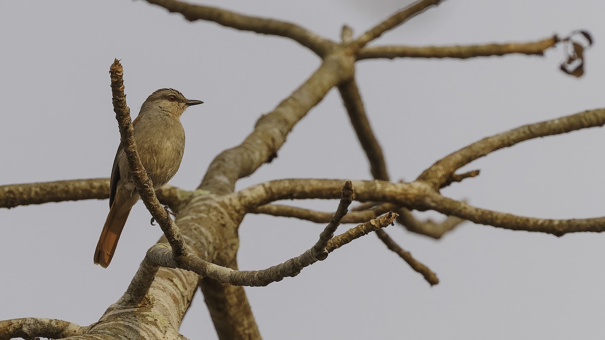 Rufous-tailed Palm-Thrush - ML610552359