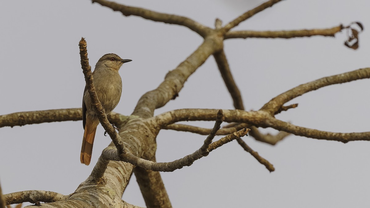 Rufous-tailed Palm-Thrush - ML610552361