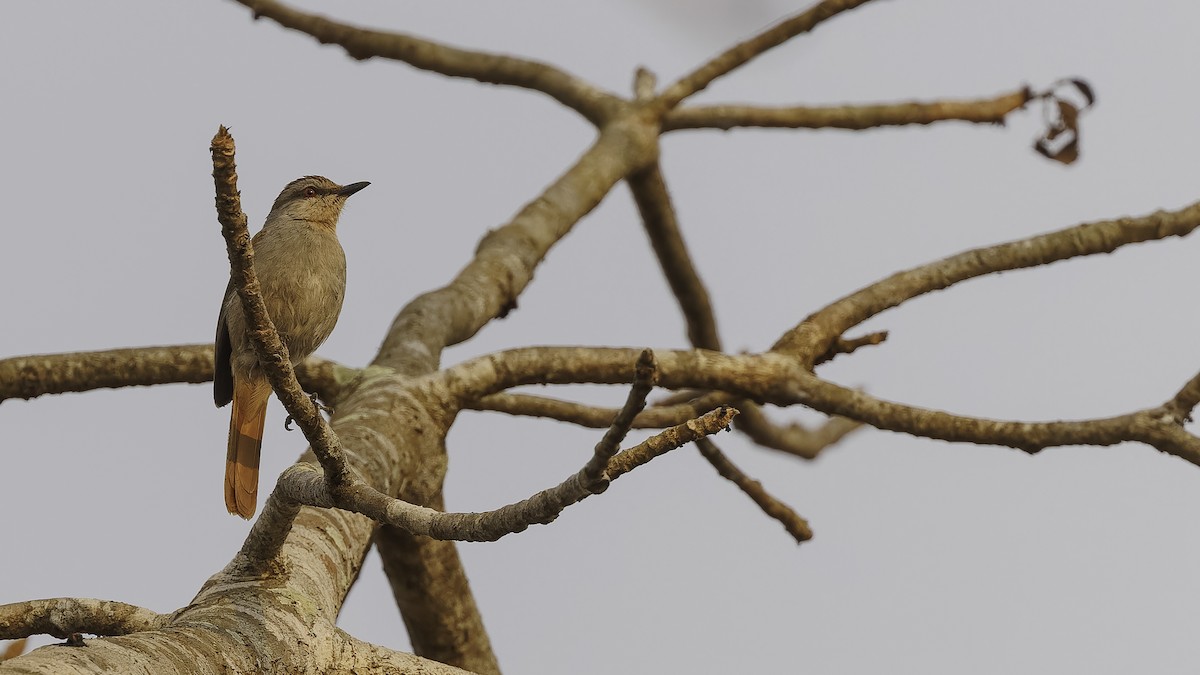 Rufous-tailed Palm-Thrush - Robert Tizard