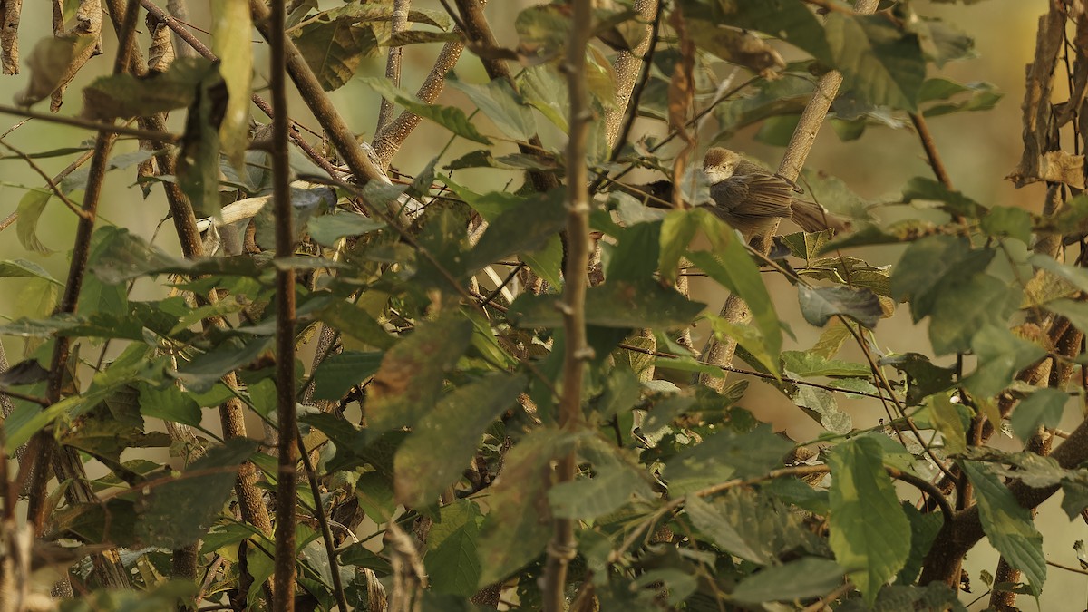 Bubbling Cisticola - ML610552376