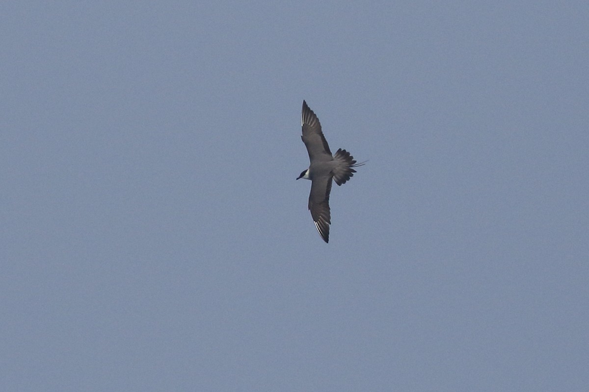 Long-tailed Jaeger - Rahul  Singh