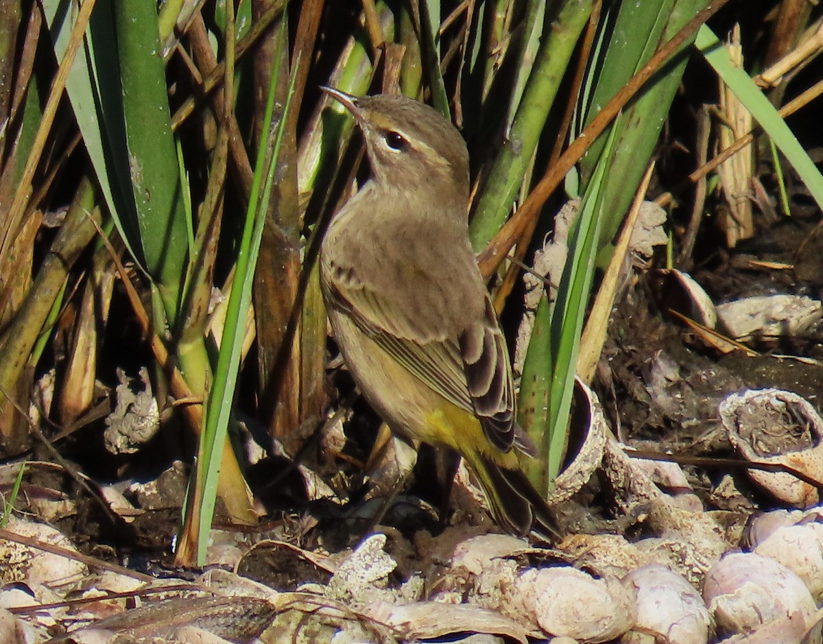 Palm Warbler - ML610552555