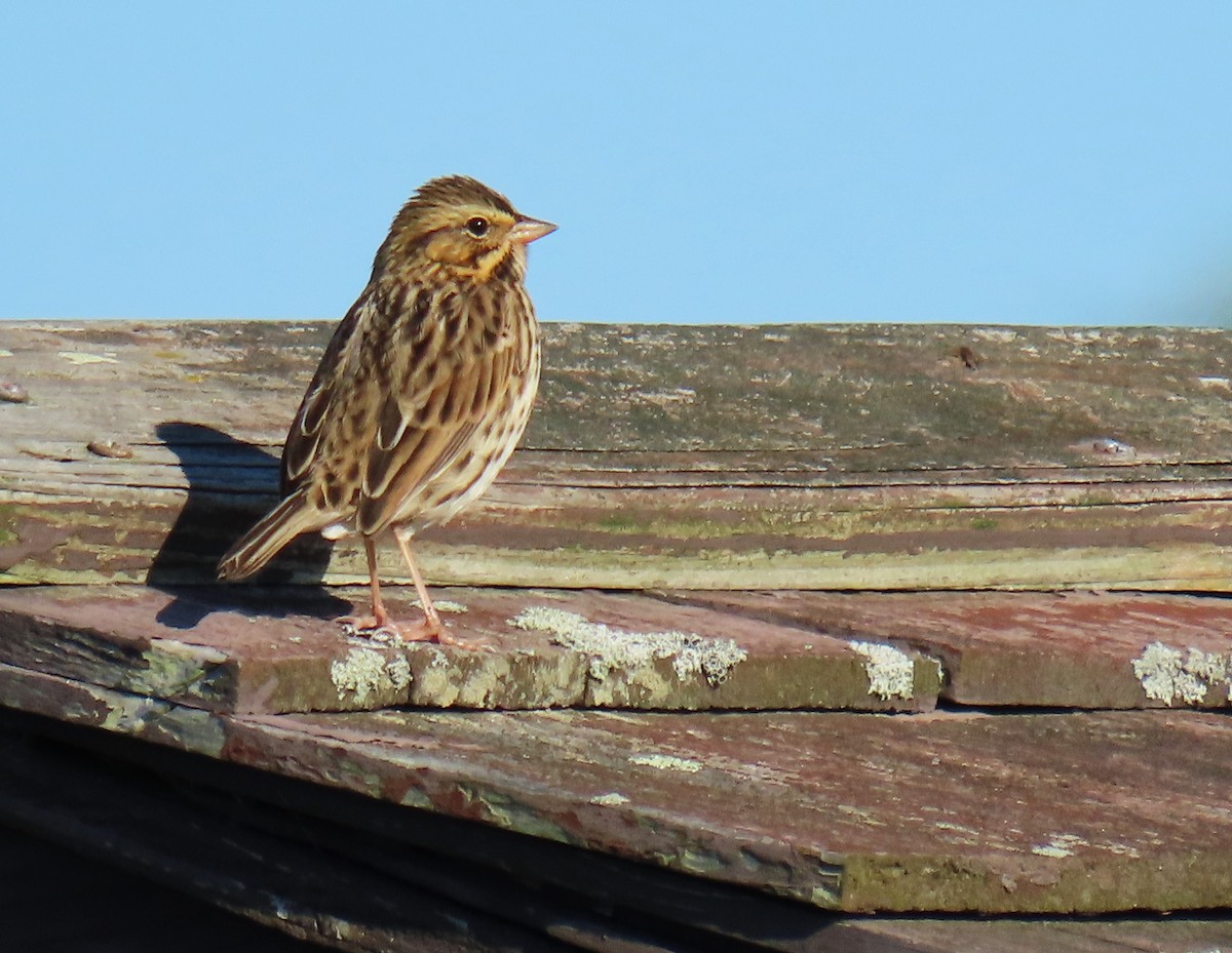 Savannah Sparrow - ML610552570