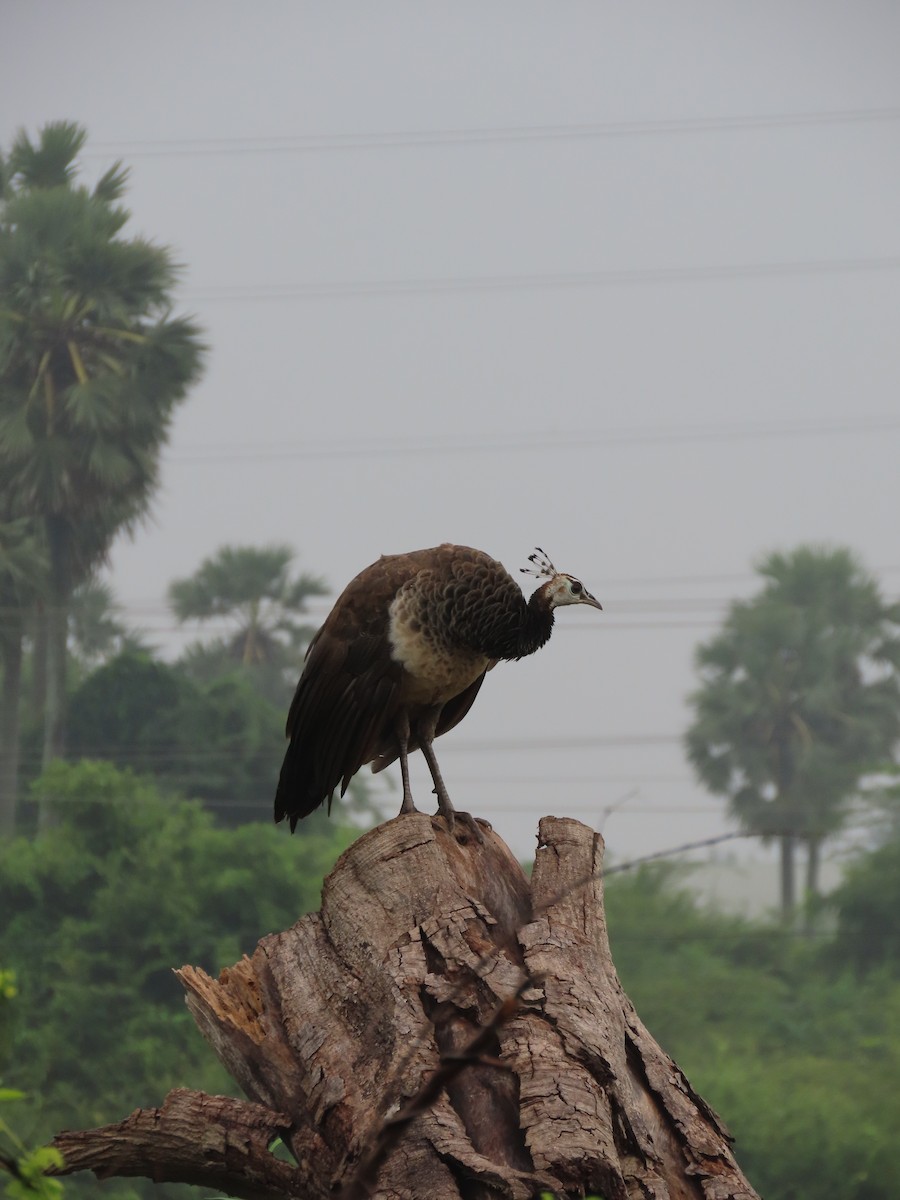 Indian Peafowl - Sreekumar Chirukandoth