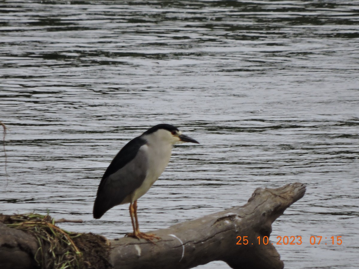 Black-crowned Night Heron - ML610552710