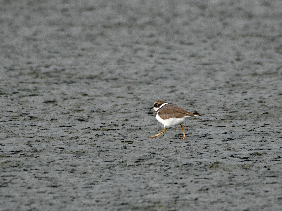 Little Ringed Plover - ML610552849