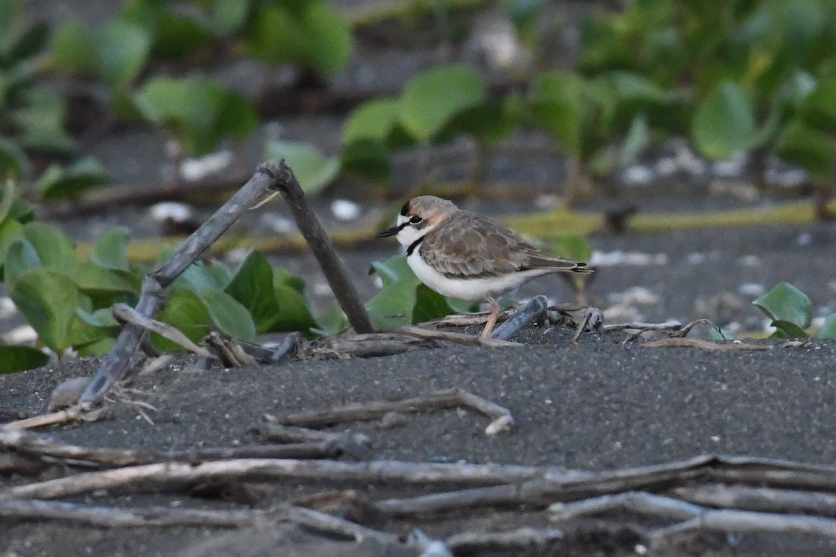 Collared Plover - ML610552885