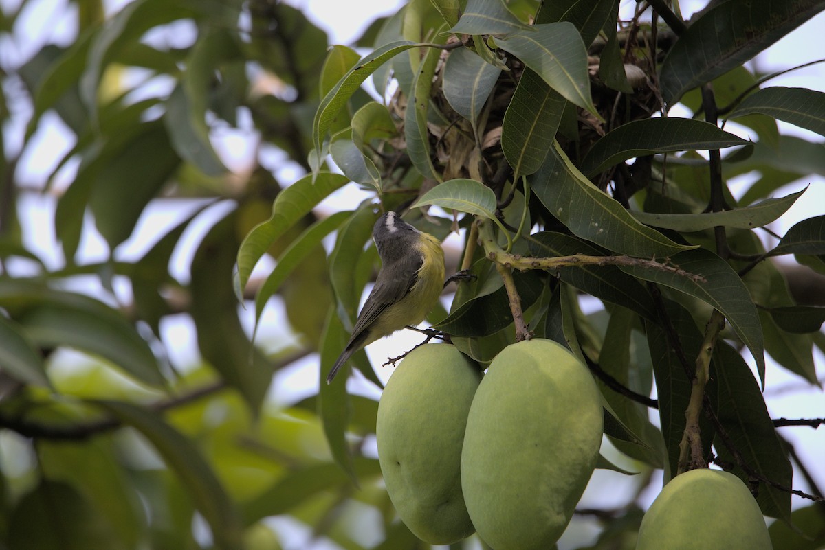 Bananaquit - ML610553012