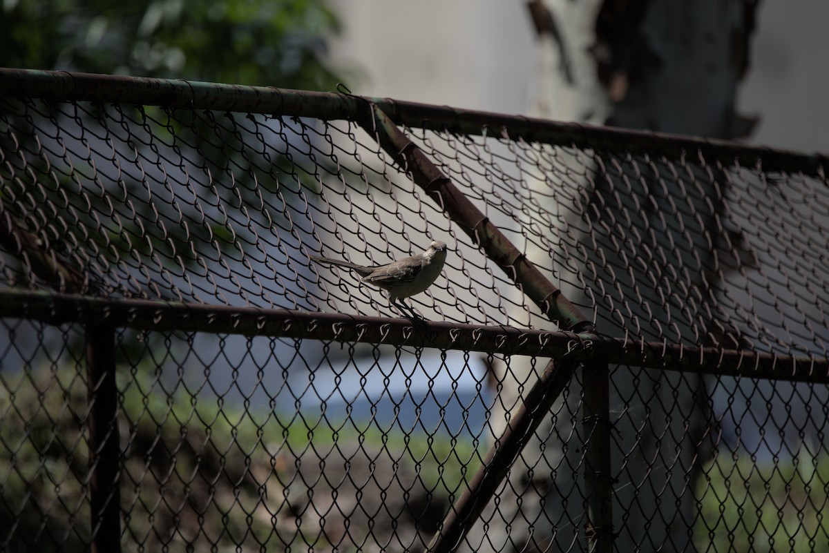 Chalk-browed Mockingbird - ML610553020