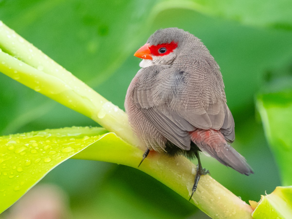 Common Waxbill - Jean-Louis  Carlo