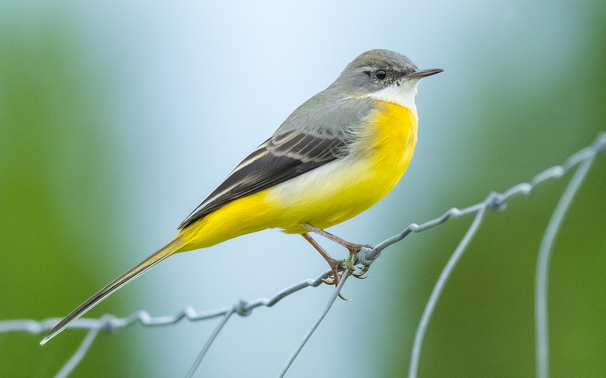 Gray Wagtail - Jean-Louis  Carlo