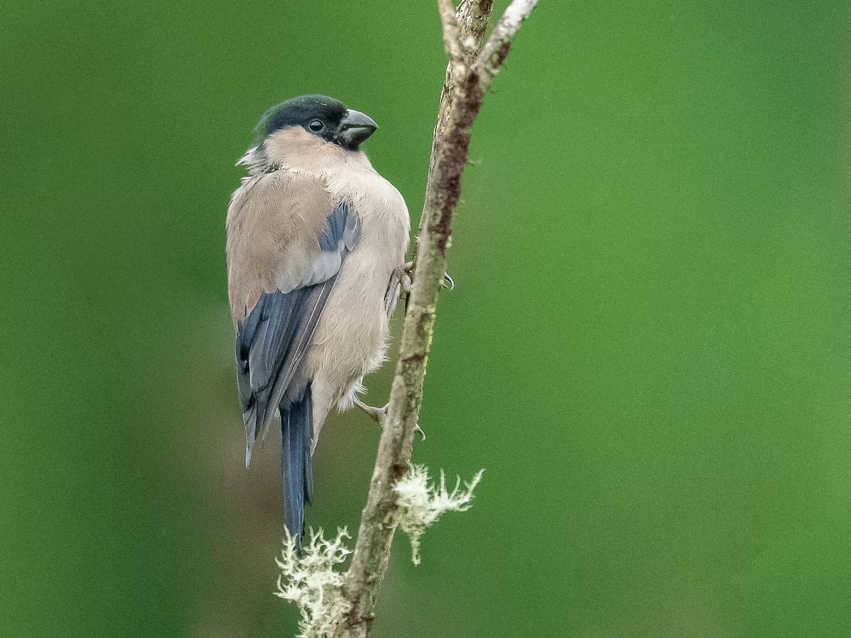 Azores Bullfinch - Jean-Louis  Carlo