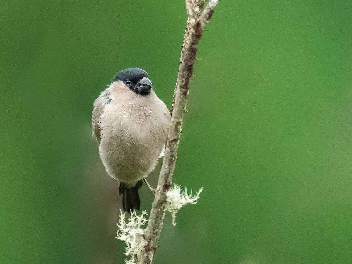 Azores Bullfinch - Jean-Louis  Carlo