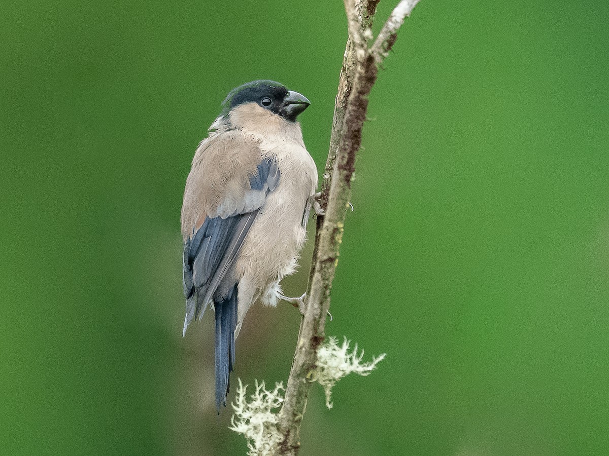 Azores Bullfinch - Jean-Louis  Carlo