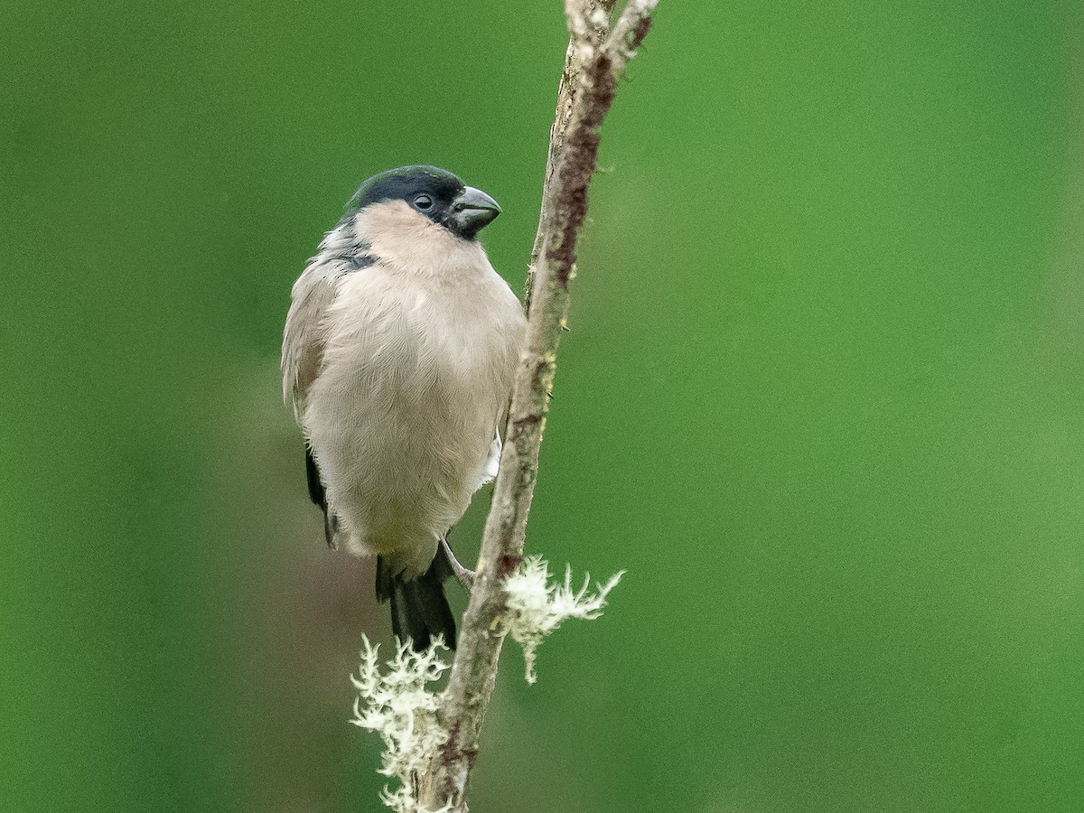 Azores Bullfinch - Jean-Louis  Carlo