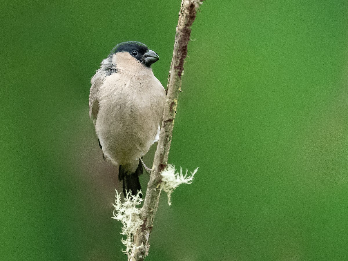 Azores Bullfinch - ML610553102