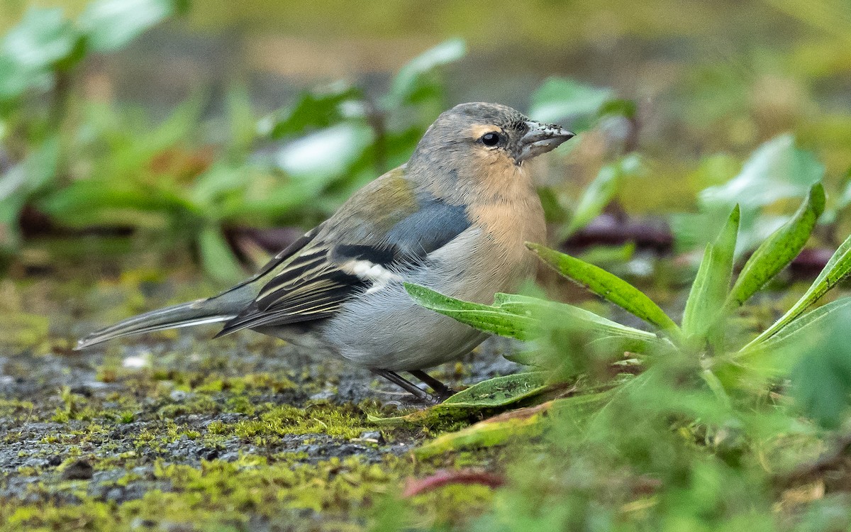 Azores Chaffinch - ML610553111