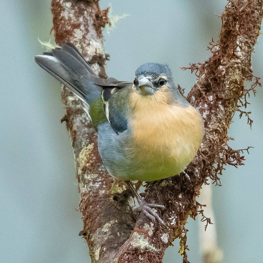 Azores Chaffinch - Jean-Louis  Carlo