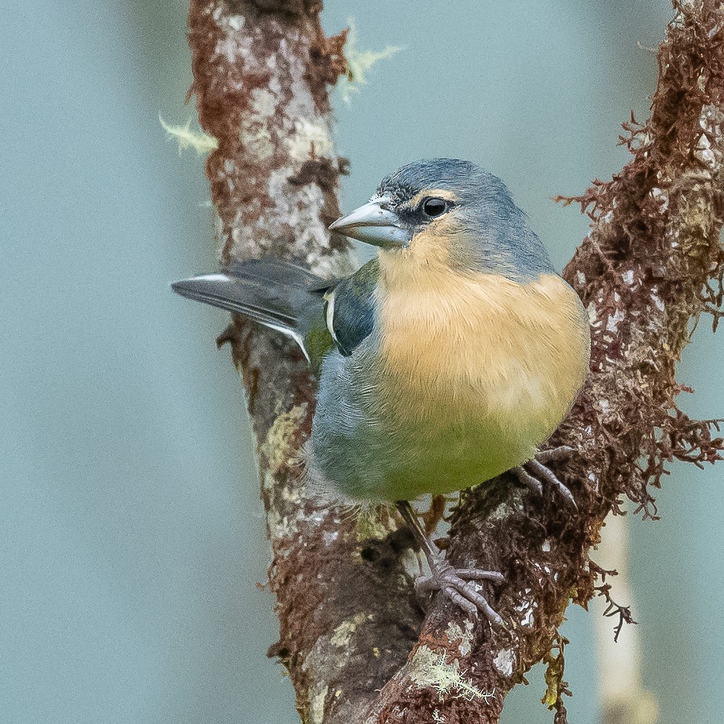 Azores Chaffinch - Jean-Louis  Carlo