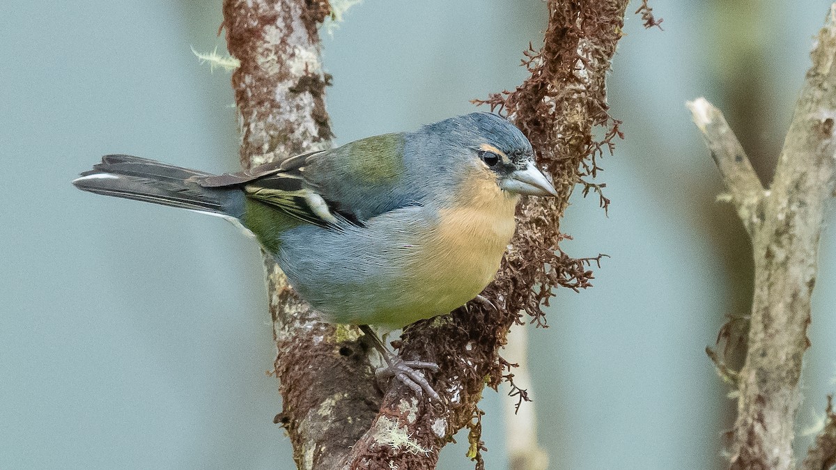 Azores Chaffinch - Jean-Louis  Carlo