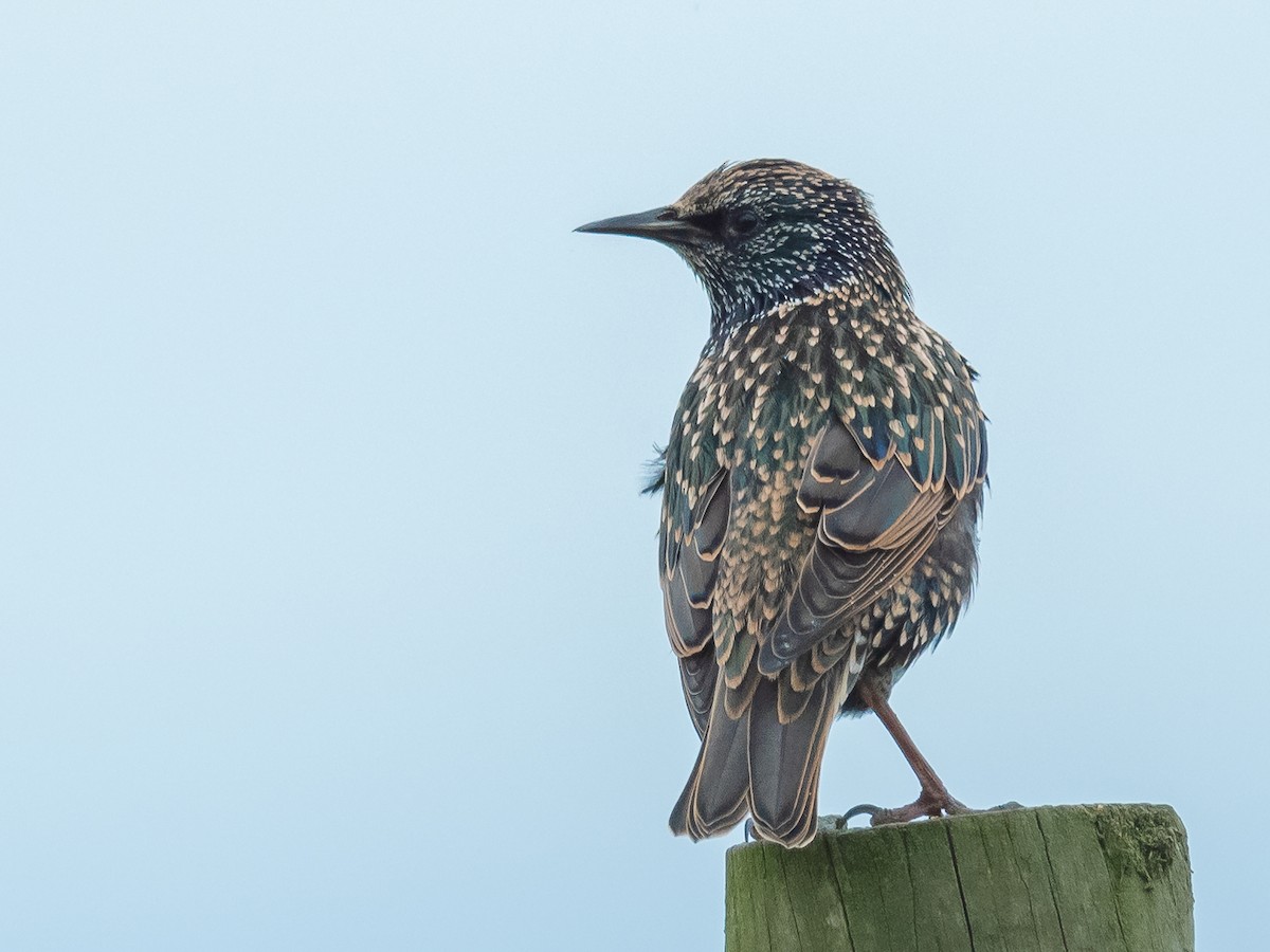 European Starling - ML610553118