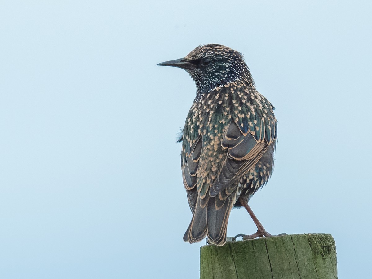 European Starling - ML610553119