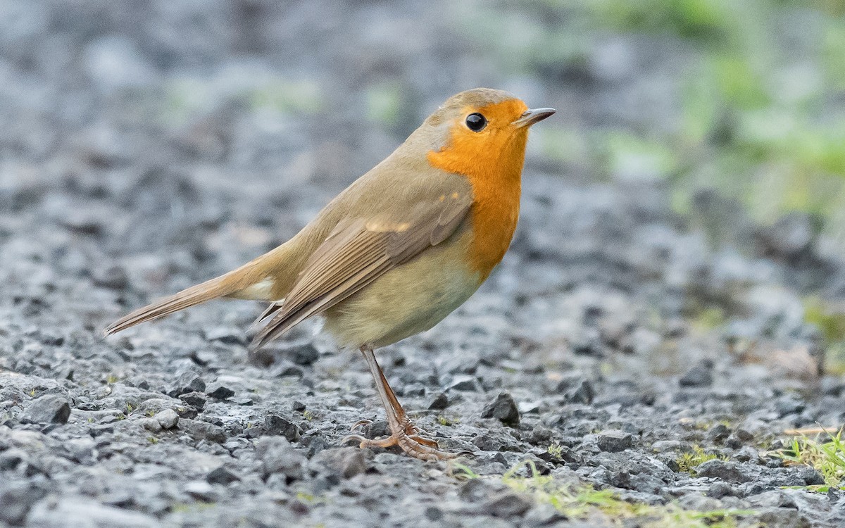 European Robin - ML610553122