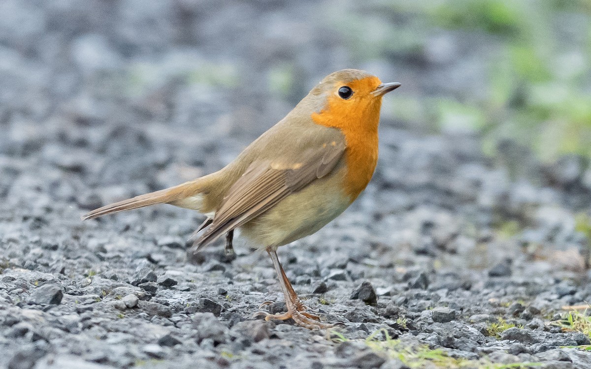 European Robin - ML610553123