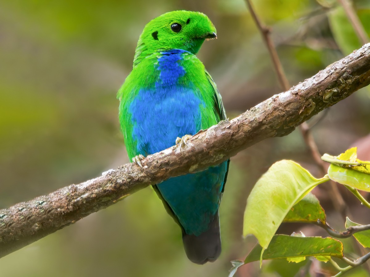 Photos - Hose's Broadbill - Calyptomena hosii - Birds of the World