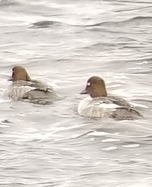 Common Goldeneye - ML610553375