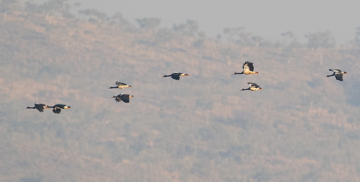 Magpie Goose - Simon Colenutt